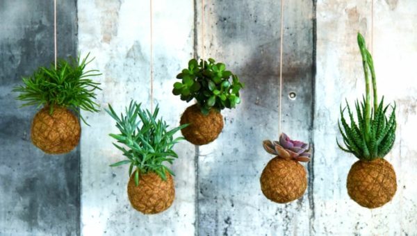 kokedama-suspendu-plantes-succulents-600x340